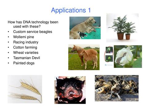 PPT - Applications of DNA technology PowerPoint Presentation, free download - ID:4881583