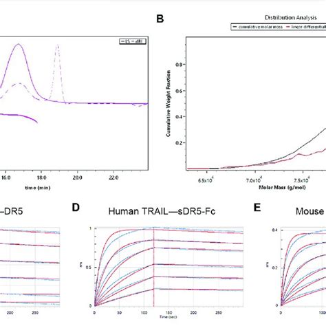 Characterization Of The SDR5 Fc Fusion Protein A Molecular Mass Of