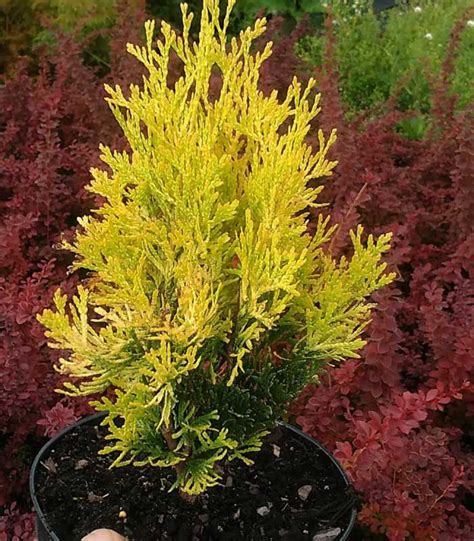 Jantar Arborvitae Tree Plants4home