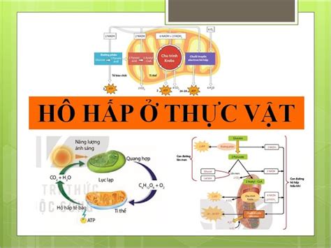 Các Con Đường Hô Hấp Ở Thực Vật Tầm Quan Trọng và Ứng Dụng