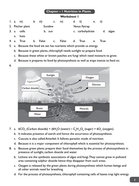 Chapter Nutrition In Plants Worksheet A Iv B Iii C Iv D