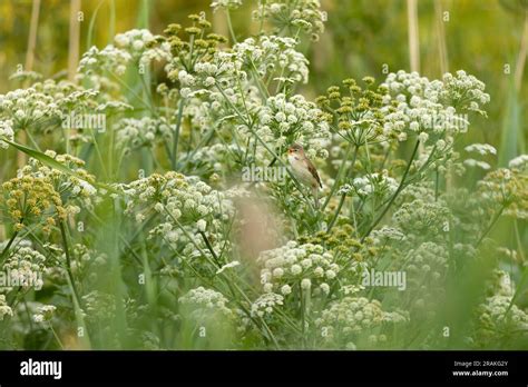 Marsh Warbler Acrocephalus Palustris Adult Male Singing From Hemlock