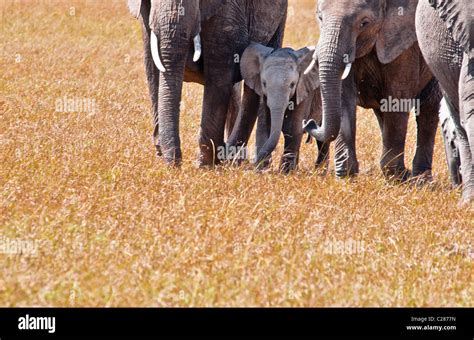 African Elephant Cows And Calf Loxodonta Africana Masai Mara National