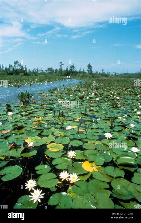 Okefenokee Swamp Plants