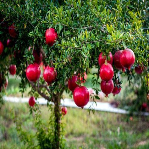 Dwarf Pomegranate Tree Seeds Punica Granatum Nana Garden Fruit