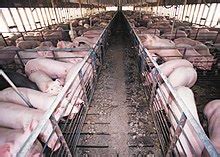 Intensive Pig Farming Wikipedia