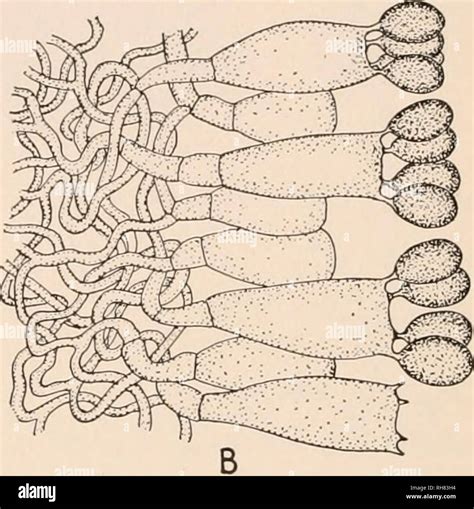 . Botany; principles and problems. Botany. Fig. 173.—Spore production in a basidiomycete ...