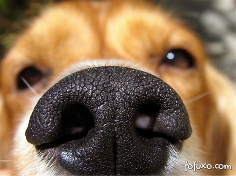 Saiba mais sobre o focinho seco dos cães Saúde