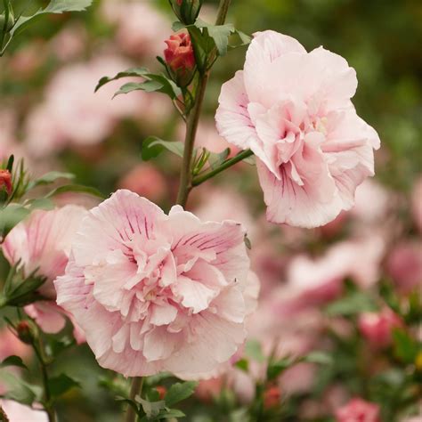 Hibiscus Syriacus Pink Chiffon Garteneibisch Pink Ch