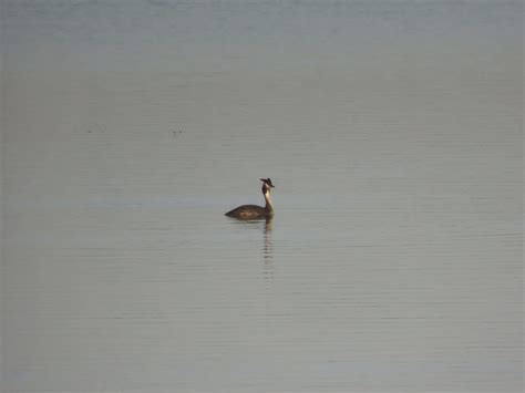 Great Crested Grebe From Bloubergstrand Cape Town South Africa On