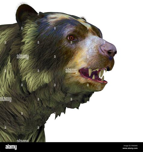 Short Faced Bear Size