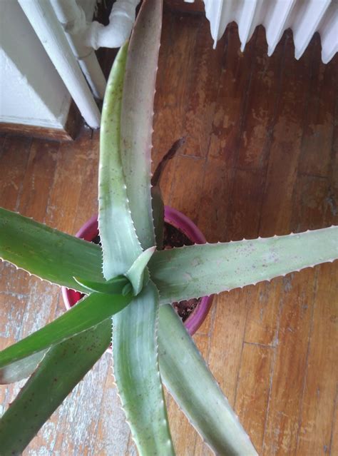 Why Does My Aloe Vera Have Black Spots Gardening Garden DIY Home