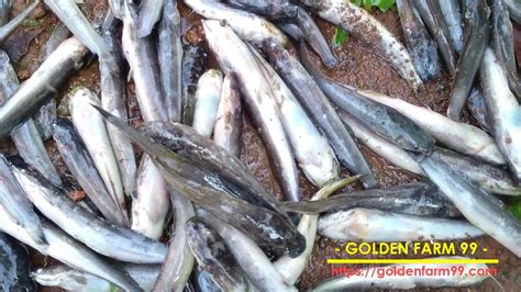 Cari Tahu Yuk Penyebab Ikan Lele Mati Mendadak Golden Farm 99