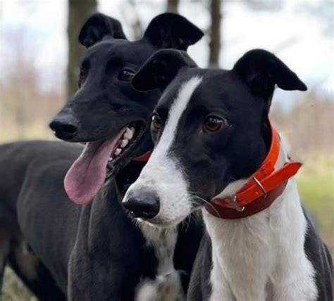 Greyhound Rehoming - Adopt a rescue dog