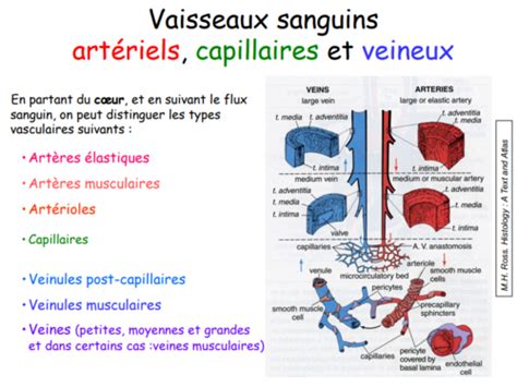 Histologie Du Syst Me Circulatoire Date Karteikarten Quizlet