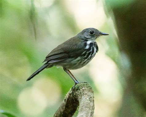 Foto Estalador Do Norte Corythopis Torquatus Por Silvia Faustino