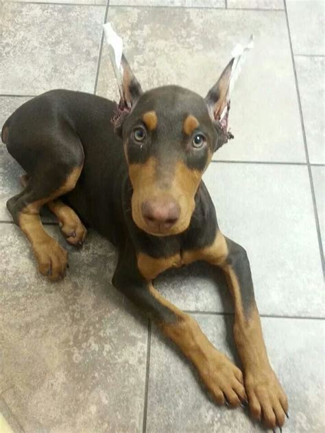 Doberman With Ears All You Need To Know L2sanpiero