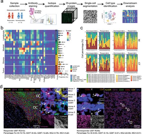 overview   study  melanoma patients  imaging mass cytometry