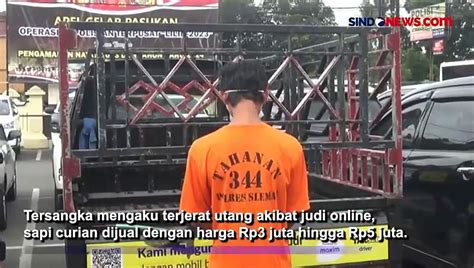 Pemuda Nekat Curi Ekor Sapi Akibat Kecanduan Judi Online Di Sleman