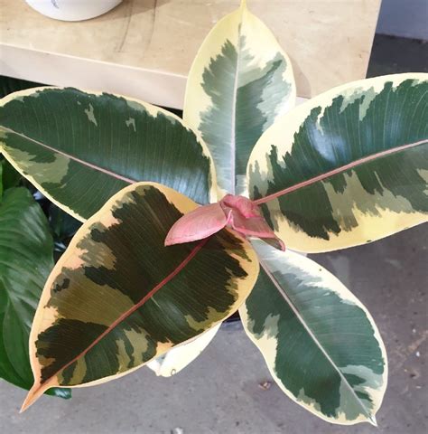 FICUS VARIEGATED 180MM | Garden Feast