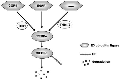 Regulation of the C EBPα signaling pathway in acute myeloid leukemia