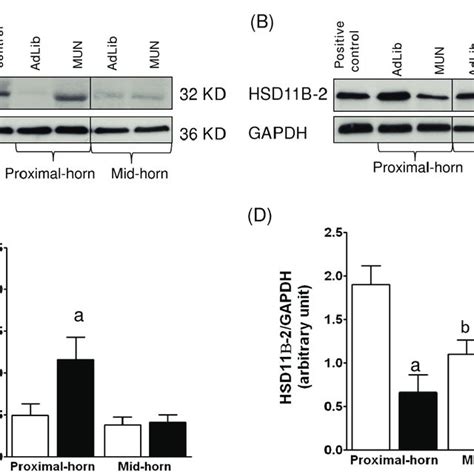 Increased Maternal Corticosterone Levels And Altered Placental