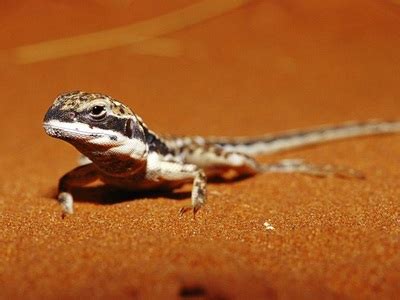 Great Sandy Desert - Australia's physical environment