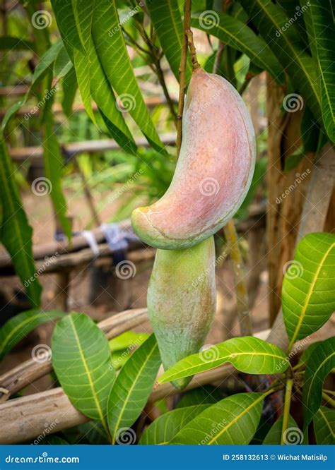 Long Mangoes Fruit Hanging Stock Image Image Of Closeup 258132613