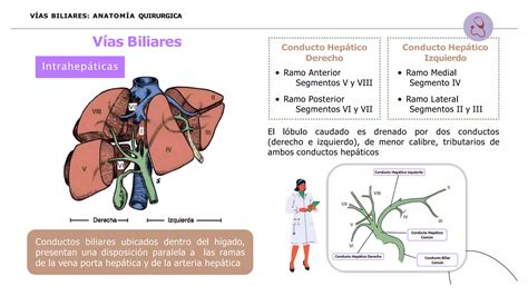 Anatomia Quirurgica Via Biliar Pptx Descarga Gratuita