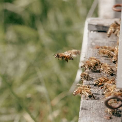 Labeille au cœur du métier dapiculteurrice Le rucher du coin