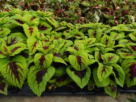 Kong Coleus Parks Brothers Farm Inc