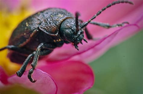 Black Beetle on Pink Flower · Free Stock Photo