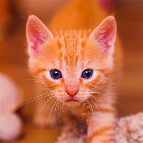 Tuyển tập orange kitten background dễ thương và sáng tạo