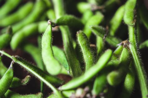 Roasted Miso Edamame Beans Recipe Riverford