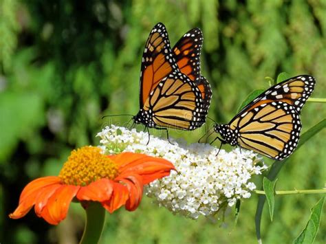 Toronto Lake Two Monarch Butterflies and Flowers 2017 Stock Image ...