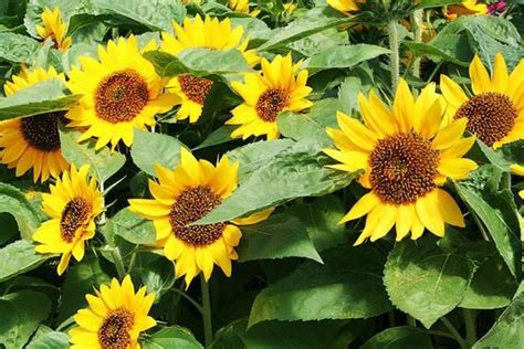 Dwarf Sunflower Big Smile 35 Seeds Helianthus Annuus Gold