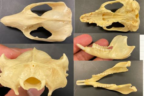 Lab Skulls Identification Flashcards Quizlet