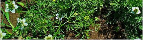 Czarnuszka Siewna Nigella Sativa Nasiona Ethnogarden