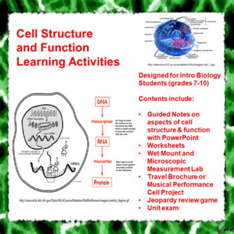 Free Cell Structure And Function Worksheet Middle School Download Free