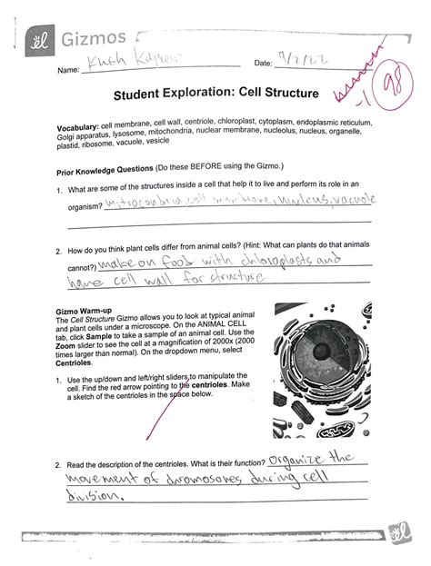 SOLUTION Student Exploration Cell Structure Studypool