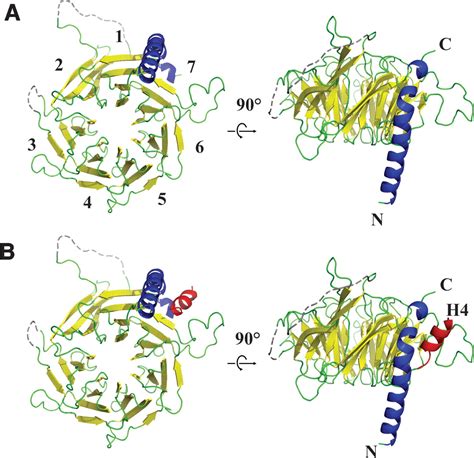 Structural Basis Of Histone H Recognition By P