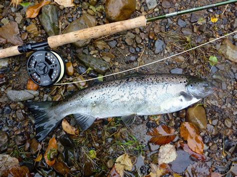 Atlantic Salmon Flies: Landlocked Salmon Fishing - October 2012