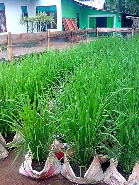 Teknik Cara Budidaya Padi Dalam Pot IDNFARMERS