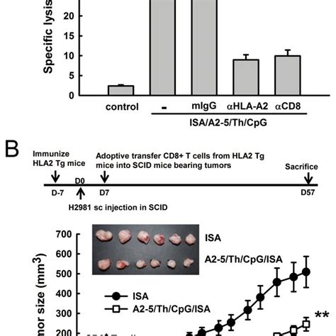 Anti Tumor Effect Of Hla A2 Restricted Tal6 Peptide Immunization In