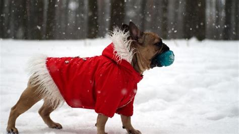 These Tips Keep Your Pets Safe This Winter Entertainment Unleashed Here