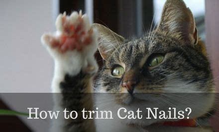 How-to-trim-cat-nails-FEATURED - Cattention