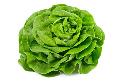 Lettuce Stock Photo Image Of Leaf Organic Vegetable 29558280