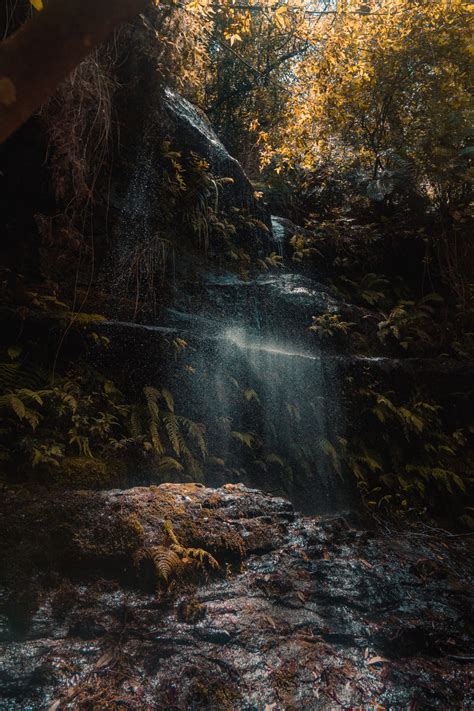 Gambar Pemandangan Pohon Alam Hutan Batu Air Terjun Gurun