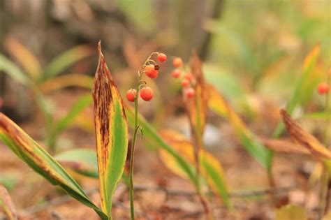 9 Native Plants In West Virginia A Z Animals