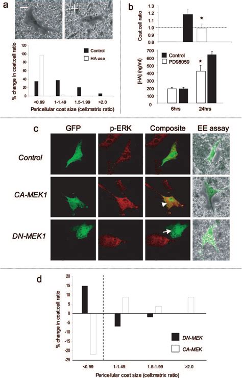 The MEK/ERK signaling pathway is essential for hyaluronan-dependent ... 